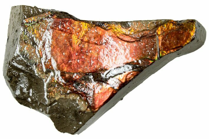 Iridescent Ammolite (Fossil Ammonite Shell) - Alberta #311397